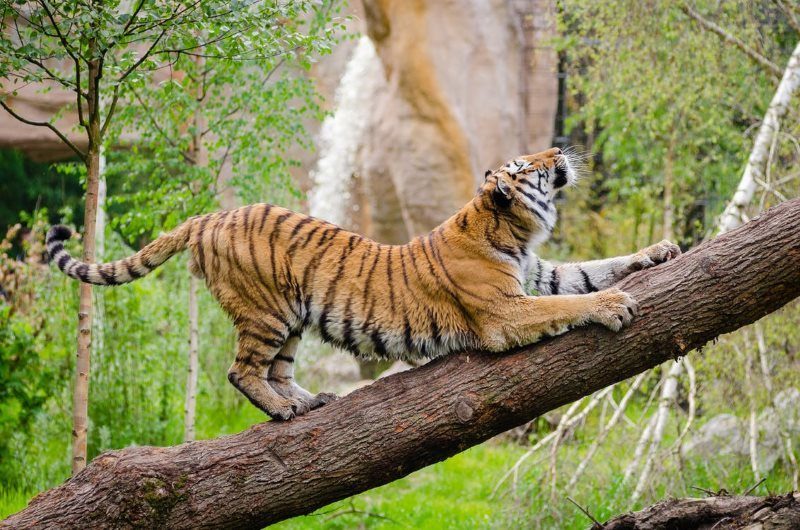 1 tiger stretching over brown trunk during daytime