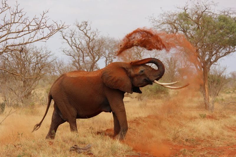 10 elephant africa african elephant kenya