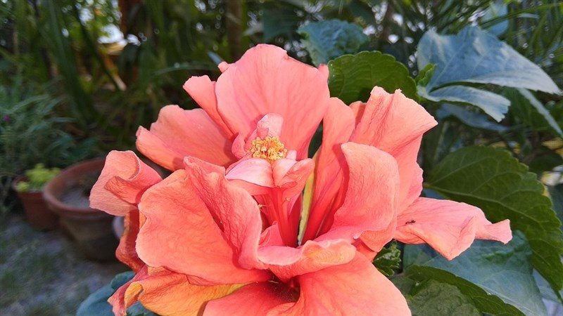 13 light red flower hibiscus 