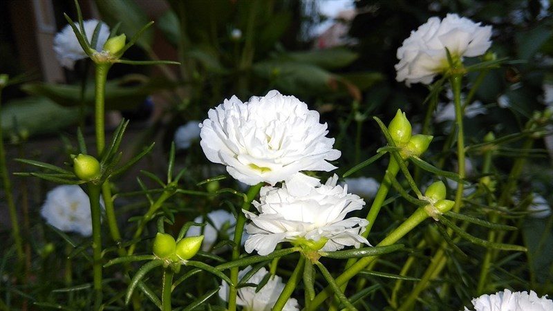 14 white flower with kalee bud