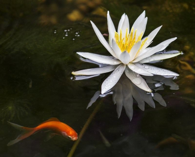 16 Goldfish waterlily flower