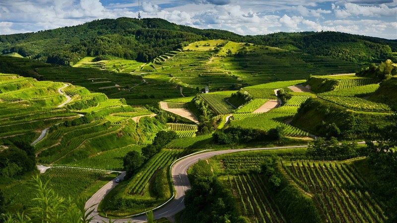 Field Landscape Green View