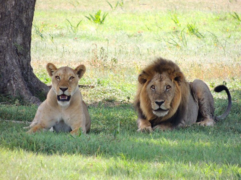 18 lions animal male female lions