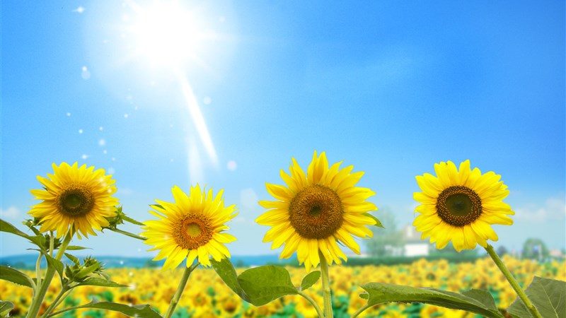 19 amazing sunflowers