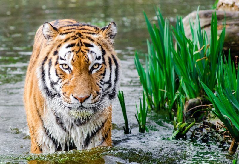 2 bengal tiger half soak body on water during daytime