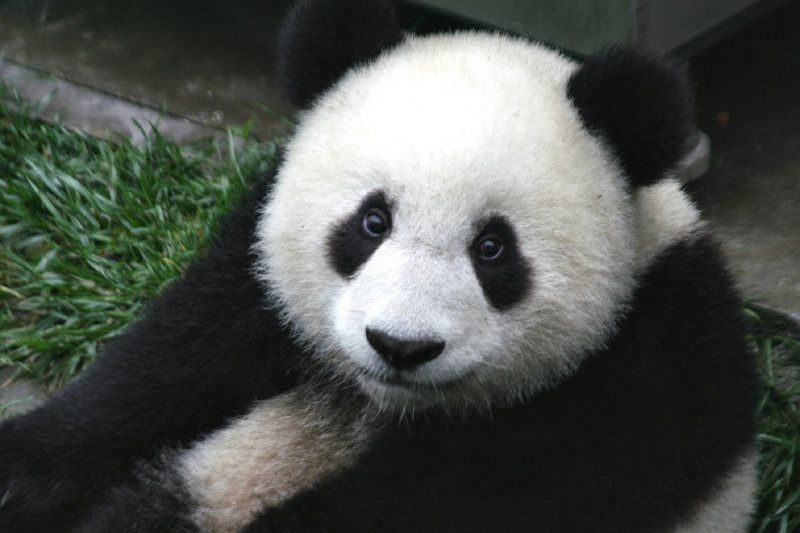 22 panda cub wildlife zoo cute