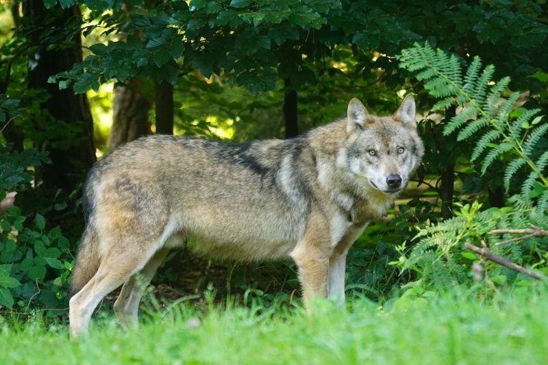 25 brown wolf standing on green grass