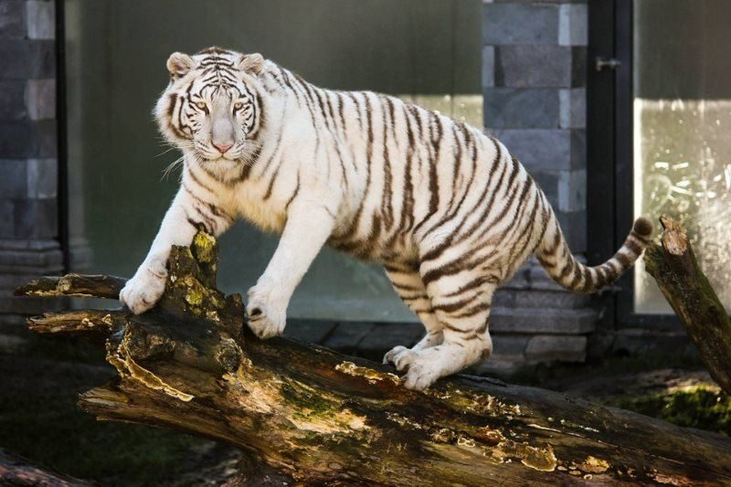 27 white tiger animal