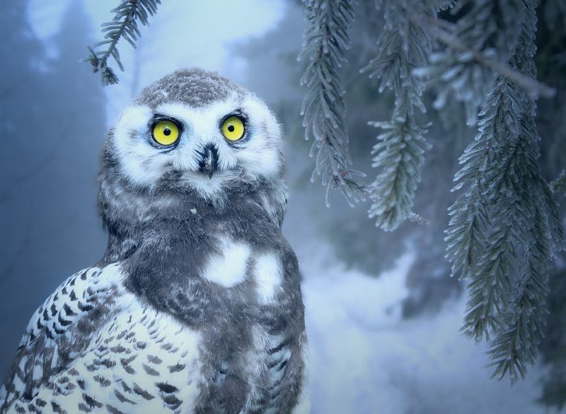 28 owl snow bird forest