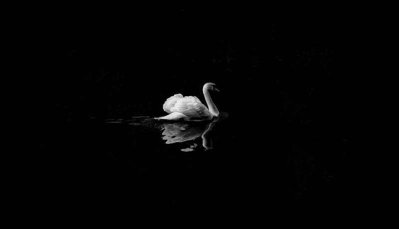 2 mute swan in low