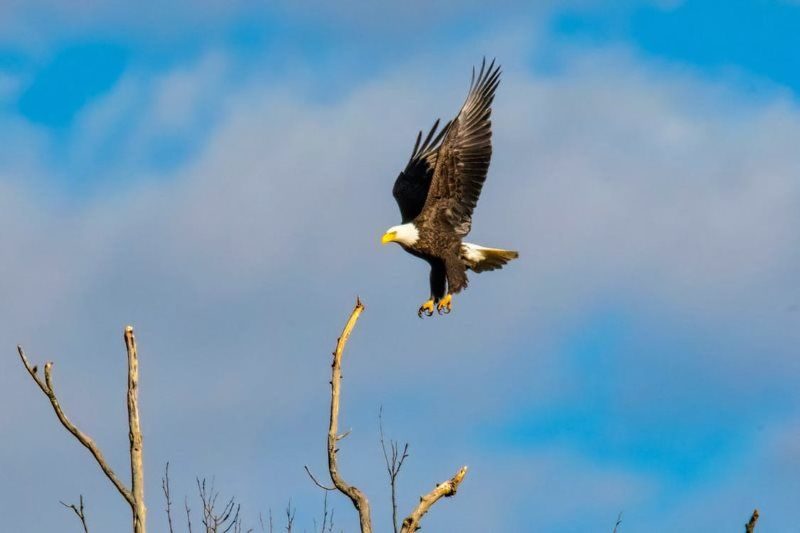 3 american bald eagle