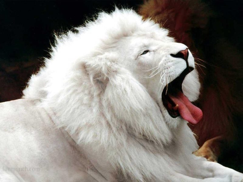 30 white lion