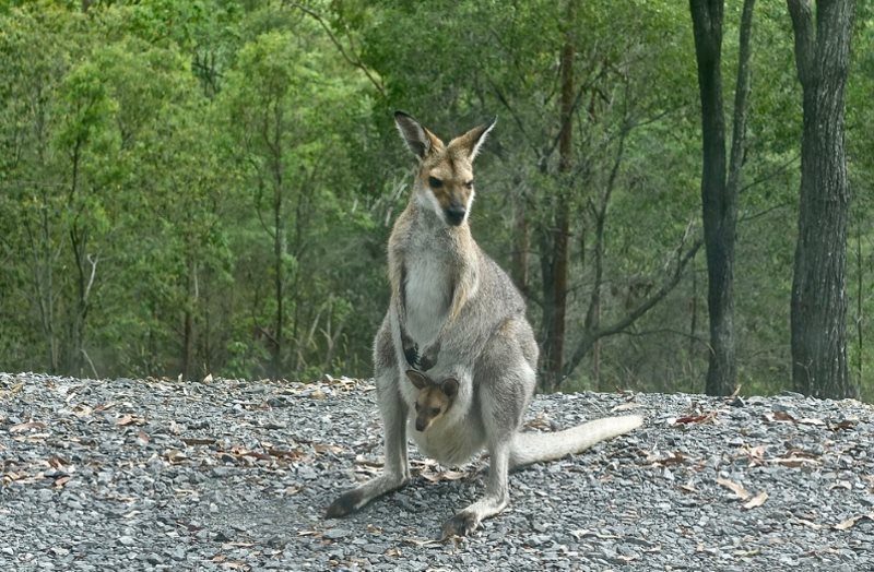 36 kangaroo