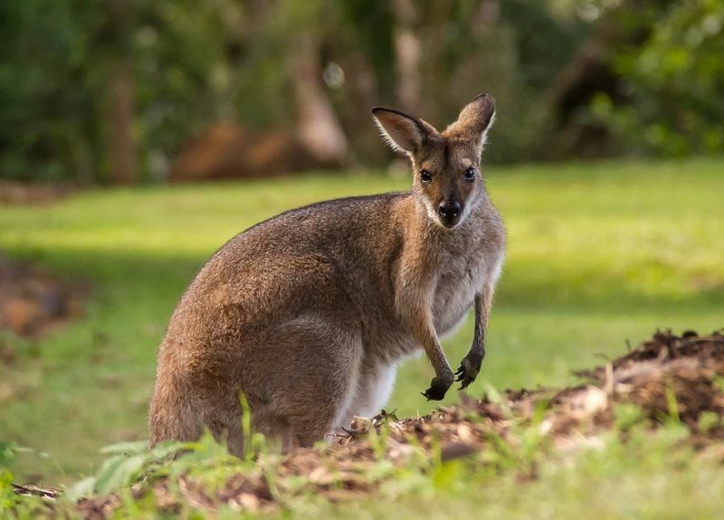 37 kangaroo