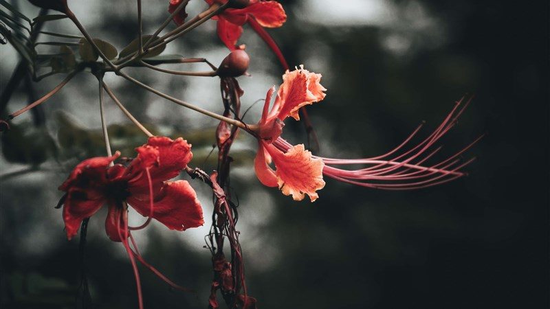 41 flowers branches buds leaves th