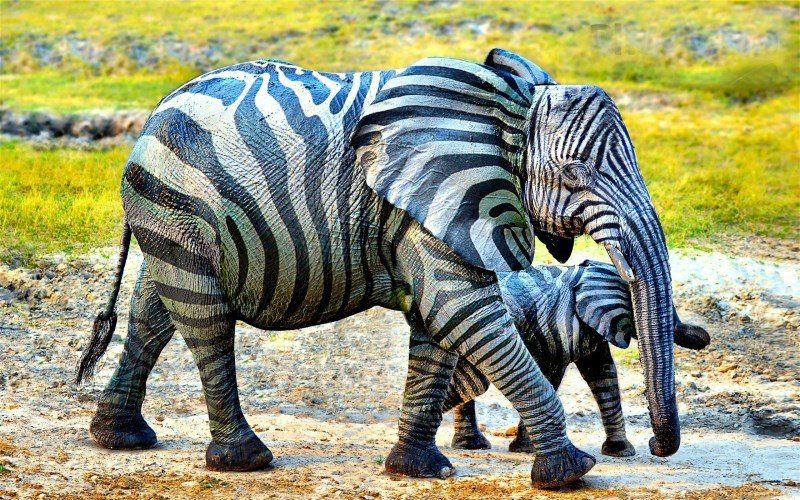 41 zebra elephant