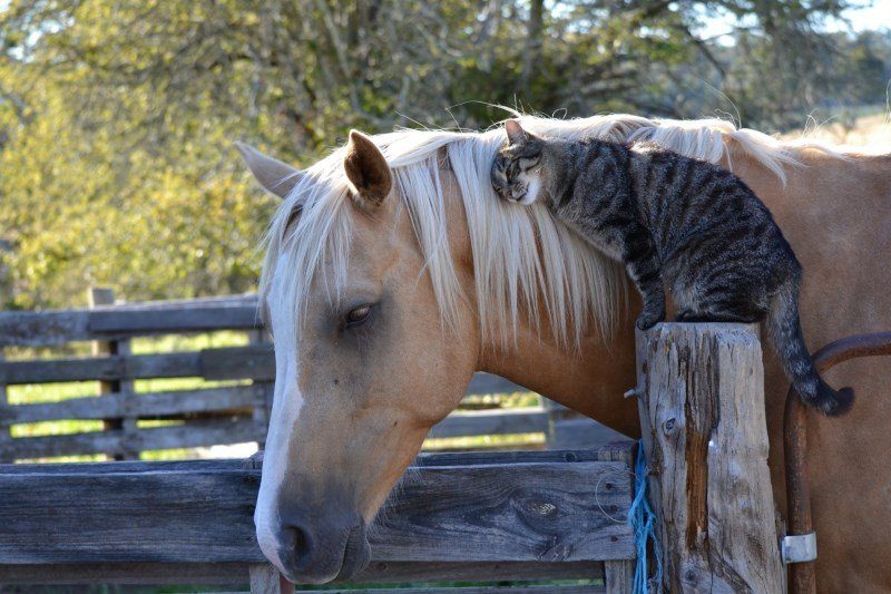 42 horse and cat