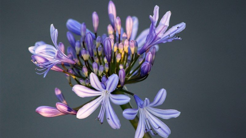 43 flower macro petals bud