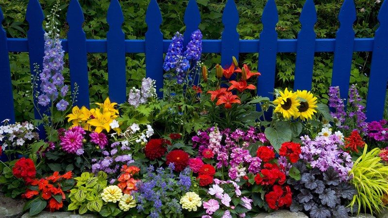 48 Earth Flower Fence Picket Fence Wallpaper 