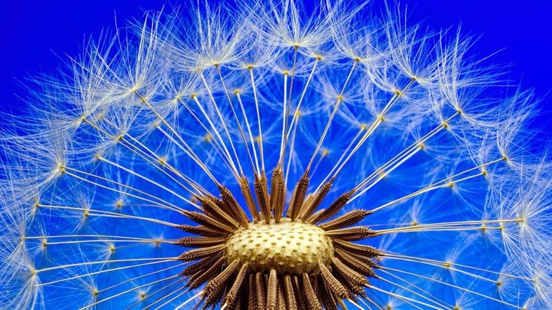 6 nature dandelion macro close flower