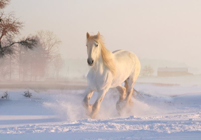 8 christmas winter snow white horse