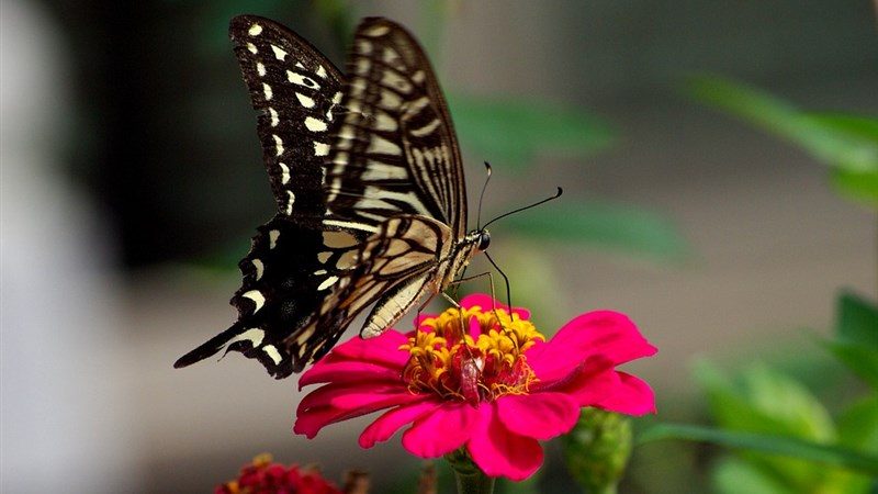 8 flowers outdoors wing swallowtail plants butterfly