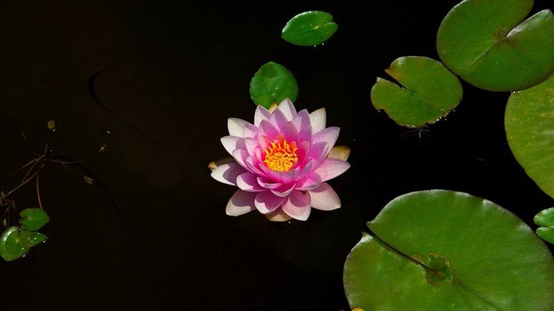 9 Water Lilies Wildflower Leaf 