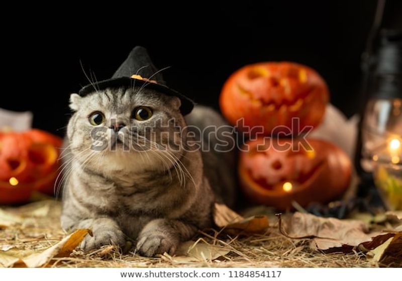 Halloween Cat Hat Stock