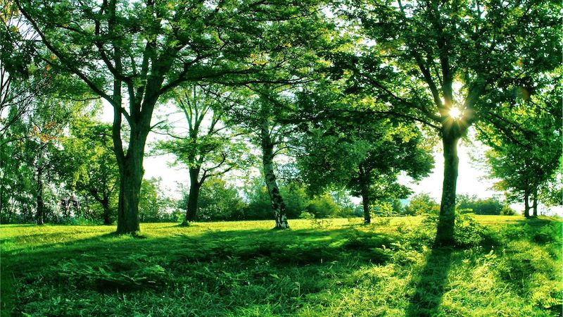 Nature Summer Trees Grass