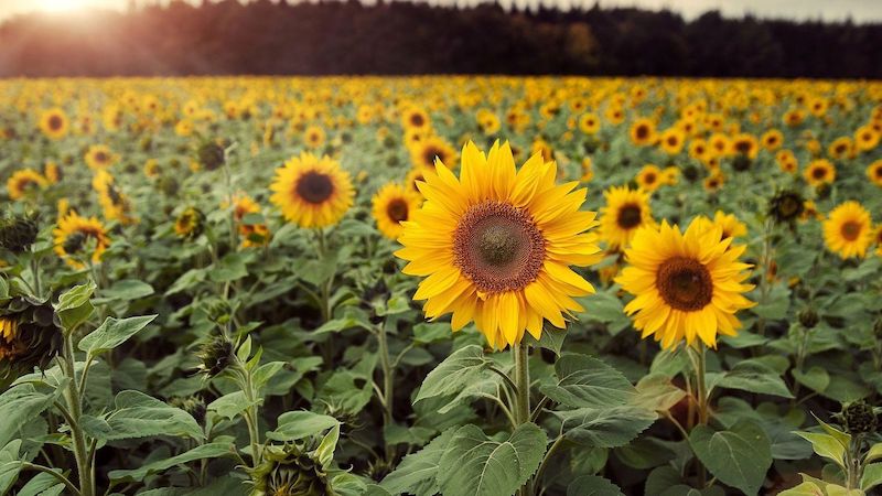 Sunflowers Field in Summer Season