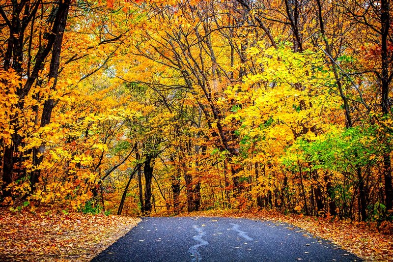 green trees beside road