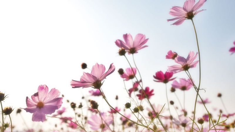 pink flower field in summer season