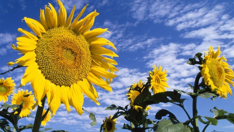 24 sunflowers 